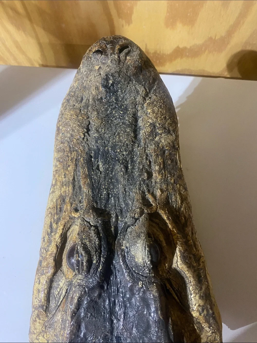 Crocodile Skull — Natural Brown